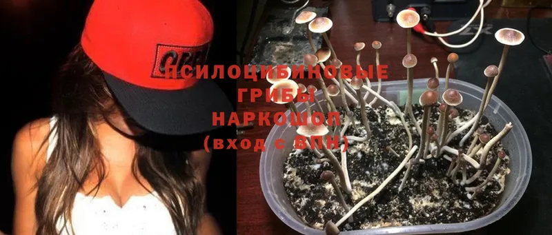 Псилоцибиновые грибы Psilocybine cubensis  наркотики  Нариманов 